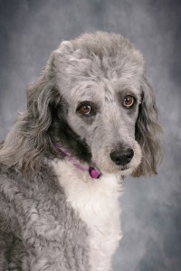 A close-up studio portrait of a silver and white poodle with curly fur, looking attentively toward the camera.